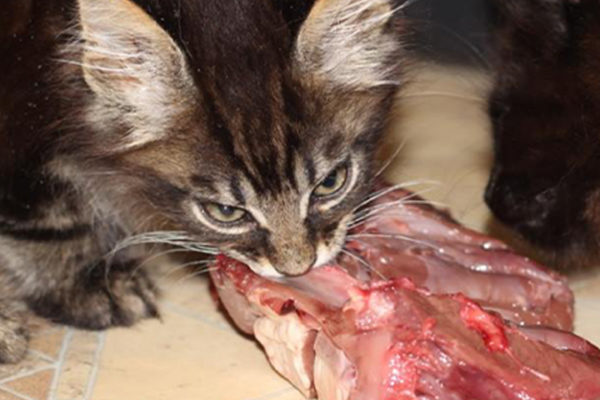 Рахит у кошек: миф или реальность | Миска Мяса